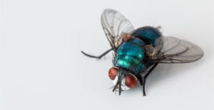 Closeup aerial view of a teal fly with transparent wings and big red eyes on a white counter