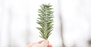 A person holds up a lone pine needle against a white background